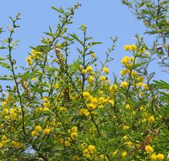 Vachellia kosiensis