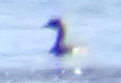 Podiceps auritus