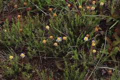 Felicia muricata muricata