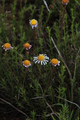 Felicia muricata muricata