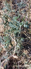 Astragalus olchonensis