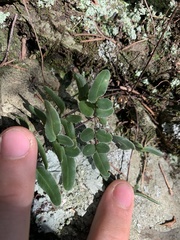 Pellaea atropurpurea