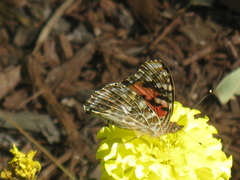 Vanessa cardui