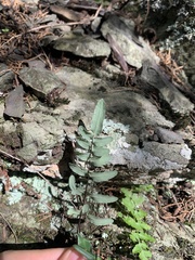 Pellaea atropurpurea