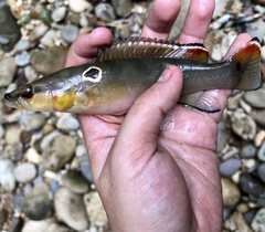 Crenicichla