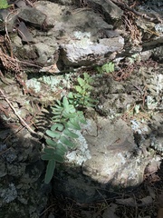 Pellaea atropurpurea