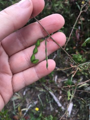 Desmodium fernaldii