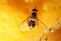 Bactrocera neohumeralis