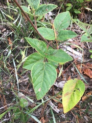 Desmodium fernaldii
