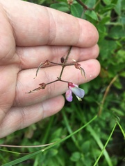 Desmodium fernaldii