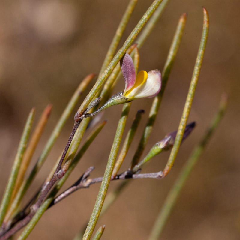 Aspalathus lebeckioides