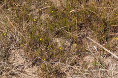 Aspalathus lebeckioides