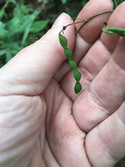 Desmodium laevigatum