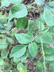 Desmodium laevigatum