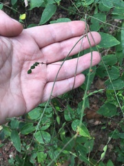 Desmodium laevigatum