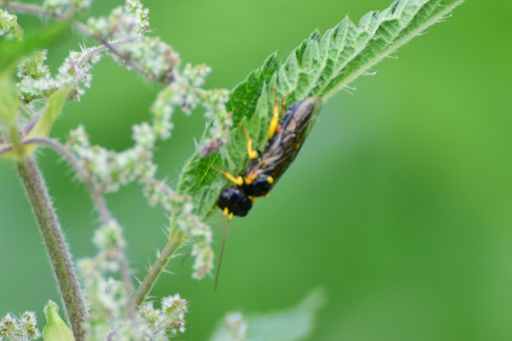 Dark-winged Spinner