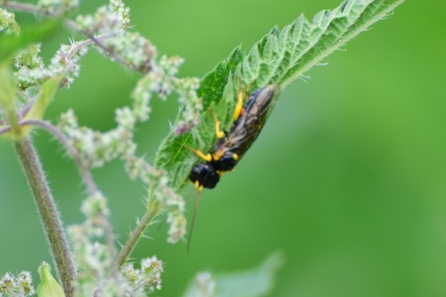 Dark-winged Spinner