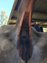 Dermacentor occidentalis