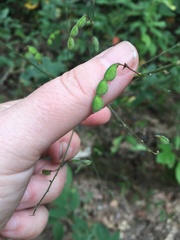 Desmodium nuttallii