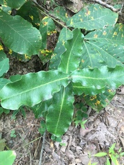 Asclepias amplexicaulis