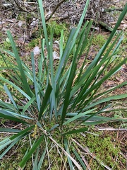 Oryzopsis asperifolia