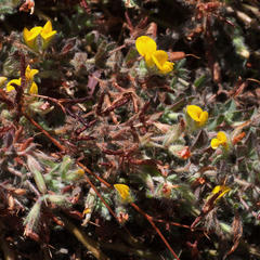 Lotus subbiflorus subbiflorus