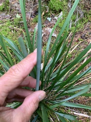 Oryzopsis asperifolia