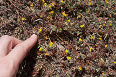 Lotus subbiflorus subbiflorus