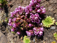 Gentianella concinna