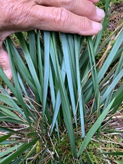 Oryzopsis asperifolia