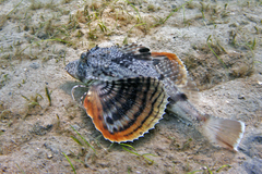 Bighead Searobin photo 2
