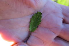 Alepidea delicatula