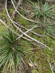 Oryzopsis asperifolia
