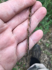 Sorghastrum elliottii