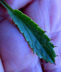 Alepidea delicatula