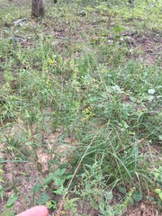 Sorghastrum elliottii