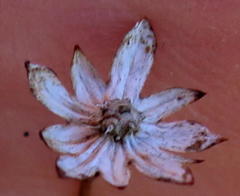 Alepidea delicatula