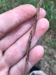 Sorghastrum elliottii
