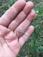 Cyperus retrofractus