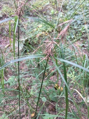 Cyperus retrofractus