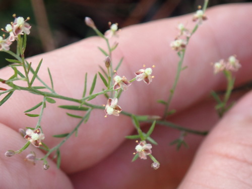 pineland pinweed (Lechea sessiliflora)