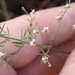 Pineland Pinweed - Photo (c) Sean Patton, some rights reserved (CC BY-NC), uploaded by Sean Patton