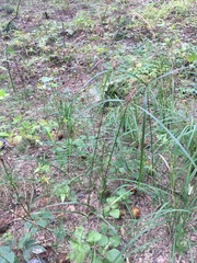 Cyperus retrofractus