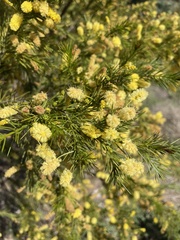 Acacia aculeatissima