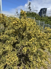 Acacia aculeatissima