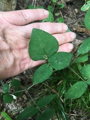 Desmodium ochroleucum