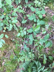 Desmodium ochroleucum