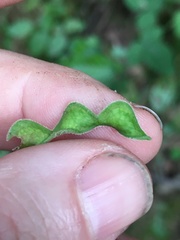 Desmodium ochroleucum