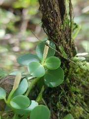 Peperomia silvivaga