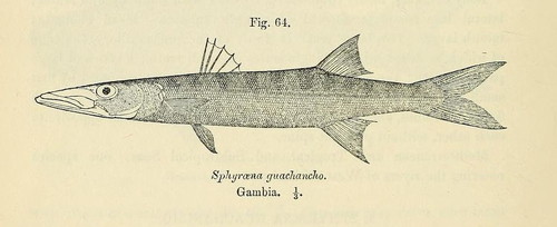 Guachanche Barracuda